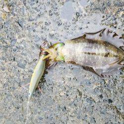 何故か秋イカ終盤？