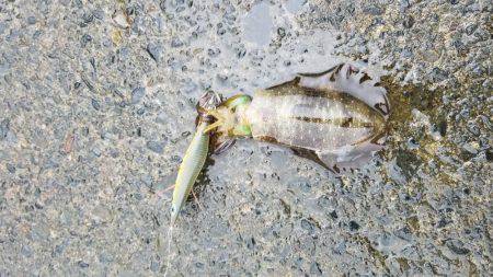 何故か秋イカ終盤？