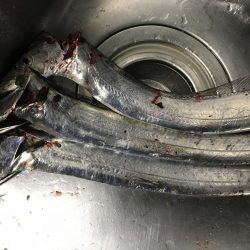 戻り気配が…。