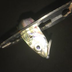 お手軽マゴバチアジング