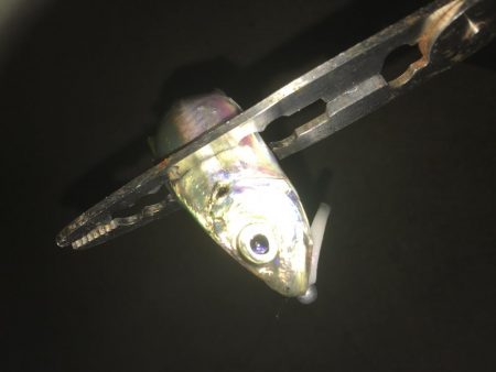 お手軽マゴバチアジング