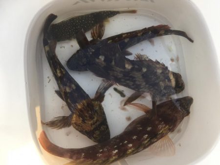 ロックフィッシュゲーム