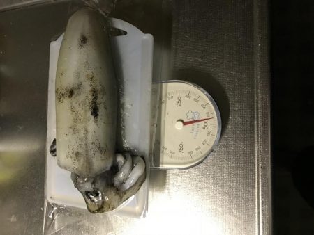 デカイカ求めて！