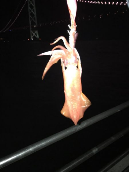 ふたたびデカイカ求めて！