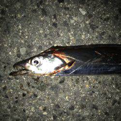 タチウオ専用ロッド