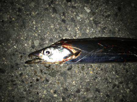 タチウオ専用ロッド