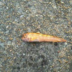 ヒイラギ、メジナ、ギンポ