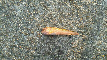 ヒイラギ、メジナ、ギンポ