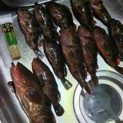 ガシラを求めて