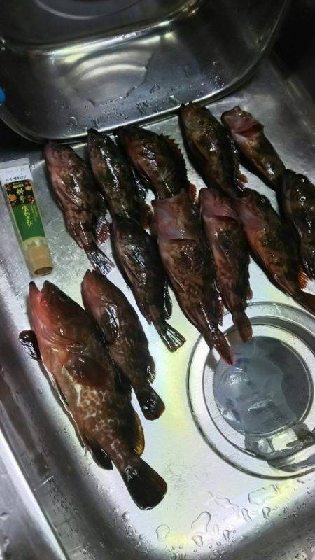 ガシラを求めて