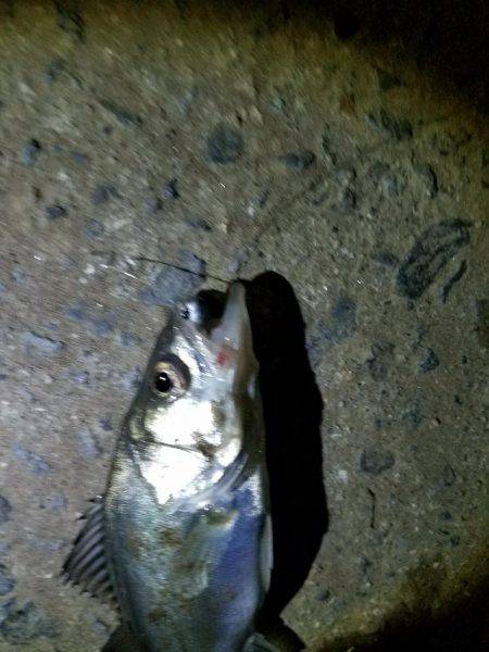 ナイトライトゲーム