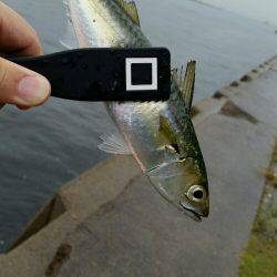 舞洲ショアジギング