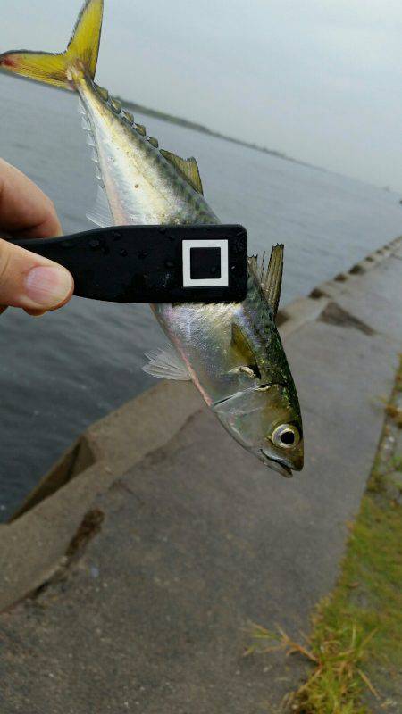 舞洲ショアジギング