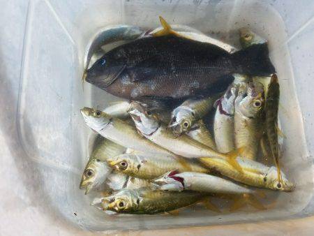 タチウオ釣り…マナー悪し…