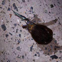 秋アオリが釣りたい～season3～