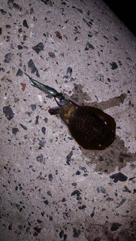 秋アオリが釣りたい～season3～