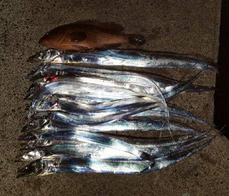 雨上がり太刀魚調査！