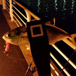 舞洲アジングNO4