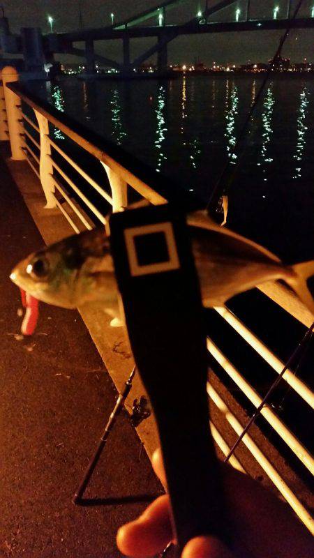 舞洲アジングNO4