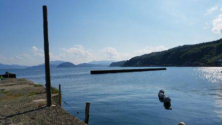 キスからカレイの調査