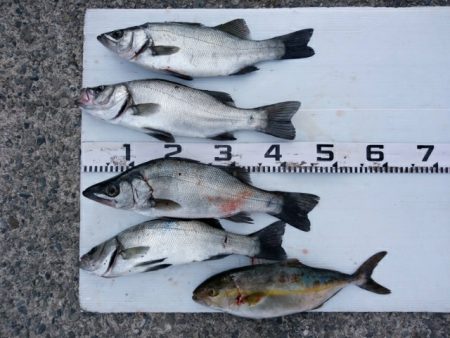 勝負になりません(^_^;)