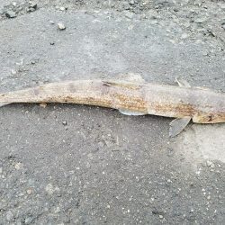 少しはマシになってきた♪(笑)