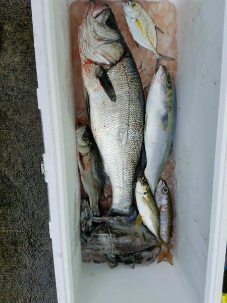 早朝フィッシング