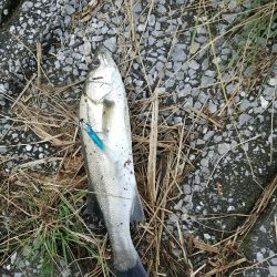 シーバスフィッシング