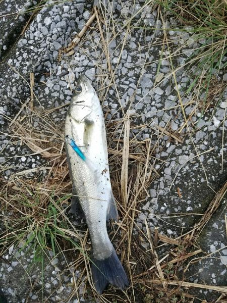 シーバスフィッシング