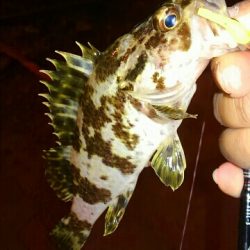 アジングとエギング