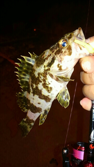 アジングとエギング