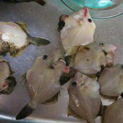 胴突きでカワハギ、穴からカニ