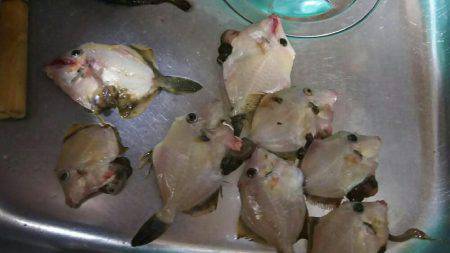 胴突きでカワハギ、穴からカニ