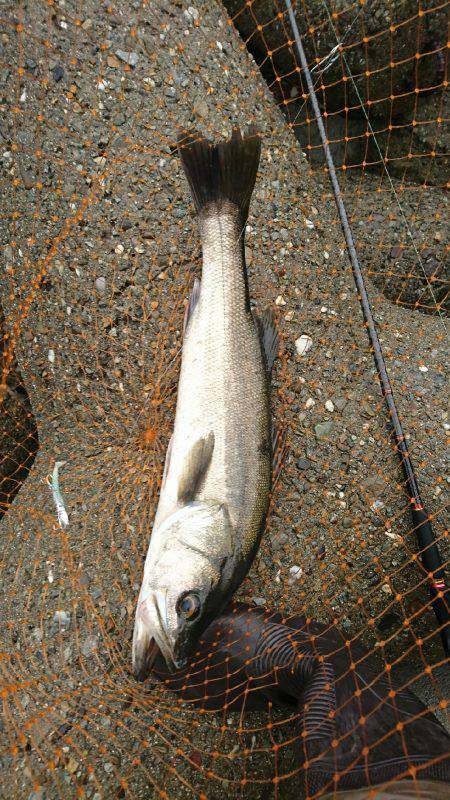 NEWロッド入魂完了♪