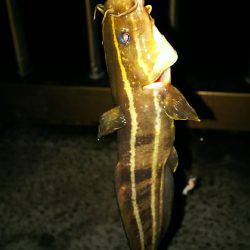 カワハギ食用サイズ、チャリコ猛攻。