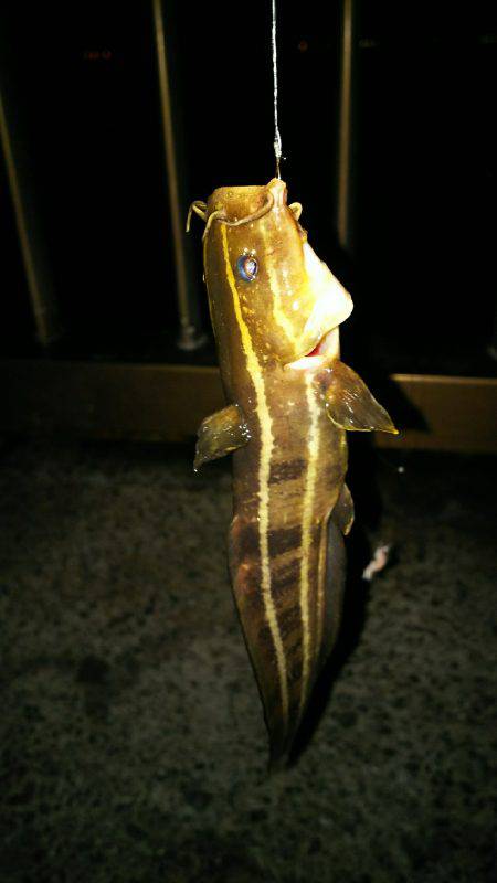 カワハギ食用サイズ、チャリコ猛攻。