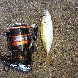 雨上がりアジング