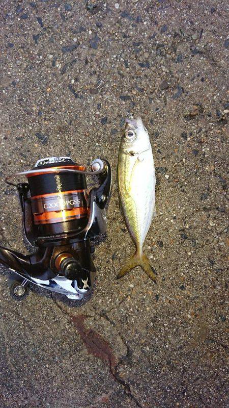 雨上がりアジング