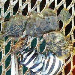 カワハギ釣れすぎ、食べきれない。