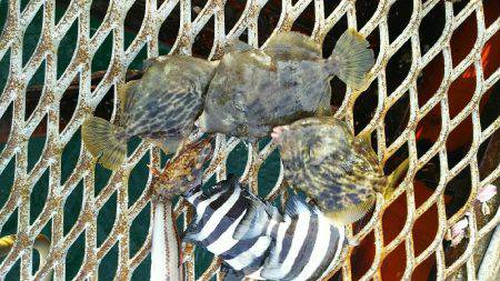 カワハギ釣れすぎ、食べきれない。