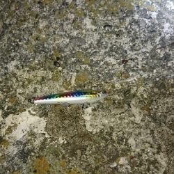 台風後調査の珍客