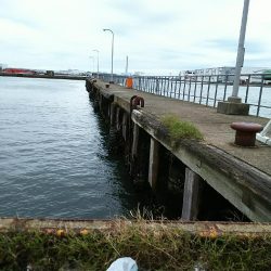 朝練アジングのはずが