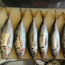 また雨アジング