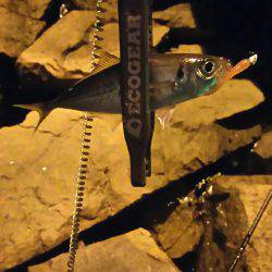 バイト終わりにアジング