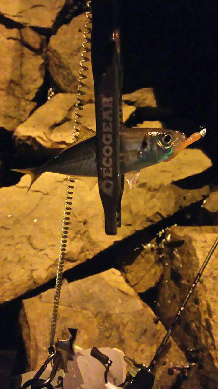 バイト終わりにアジング