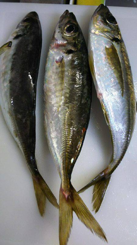 今月一発目のアジング。