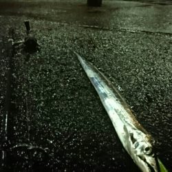 サゴシとつ抜けタチウオ