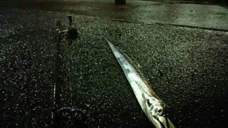 サゴシとつ抜けタチウオ