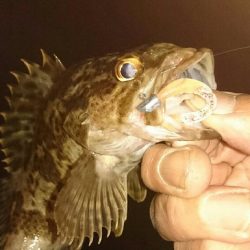 台風前のアジング