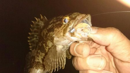 台風前のアジング